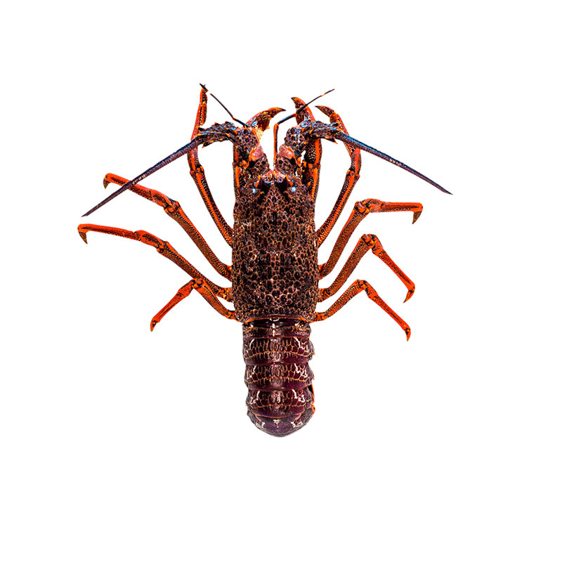 野生传奇新西兰鲜活岩特大龙虾500g新鲜进口海产海鲜澳洲非波士顿