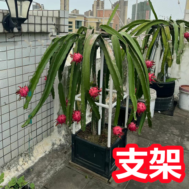 火龙果支架 火龙果架子 火龙果支撑架 火龙果种植盆栽专用的 水果