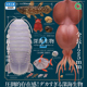 预售×日本正版IKIMON 第2弹 深海生物冰箱贴&吊饰扭蛋 立体图鉴