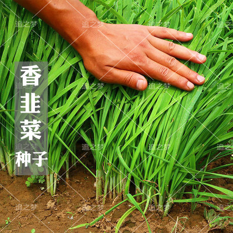 香韭菜种籽小细叶老品种香味浓郁生长四季盆栽耐寒金盛达蔬菜种子