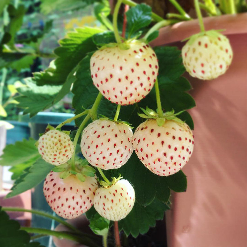 草莓苗 种植大额优惠券