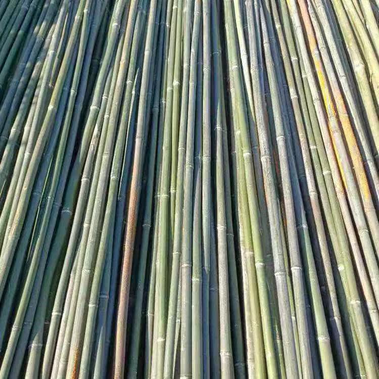 竹竿菜园搭架豆角黄瓜爬藤架子篱笆栅栏小细竹杆条竹子棍旗杆包邮