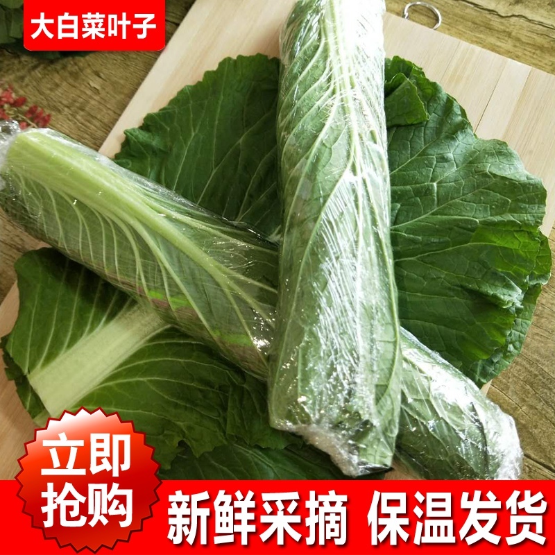 大白菜_白菜叶饭包叶东北大白菜叶子20片大白菜新鲜蔬菜叶散装包邮免