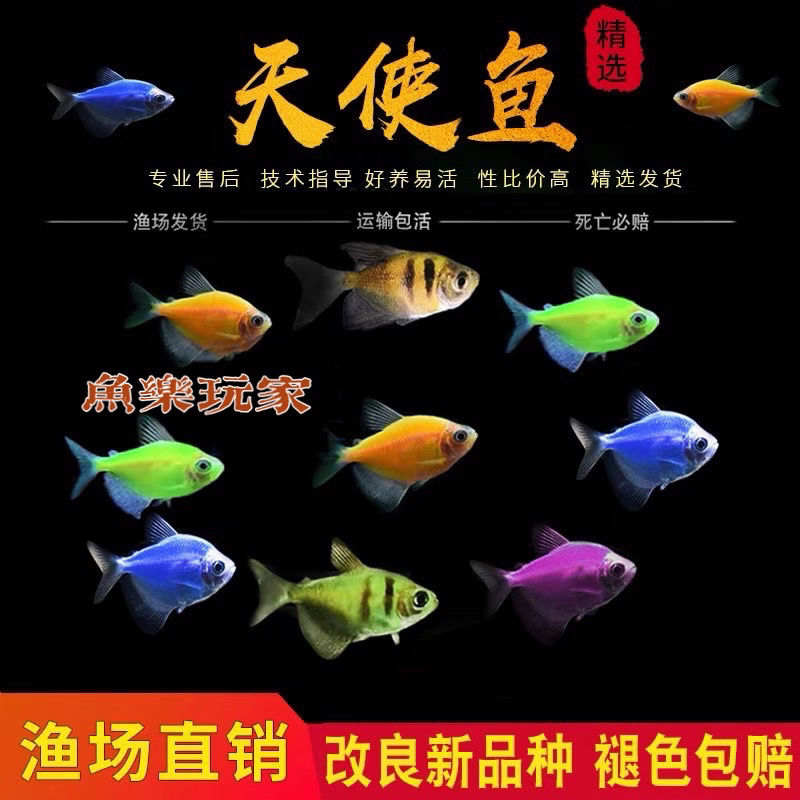 热带鱼小型青苹果天使鱼活体玻璃草