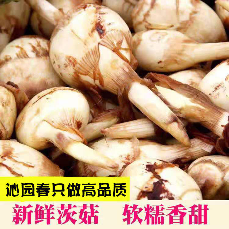 茨菇新鲜蔬菜5斤白茨菰慈姑紫菇湖北特产燕尾菇大白马蹄地栗芽果