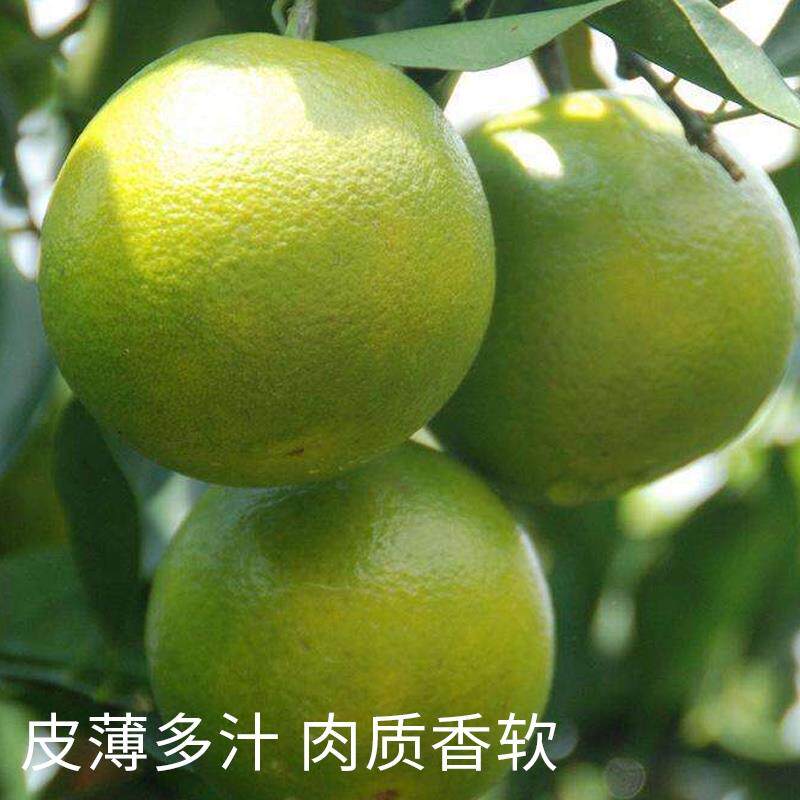 三亚特产海南水果大额优惠券