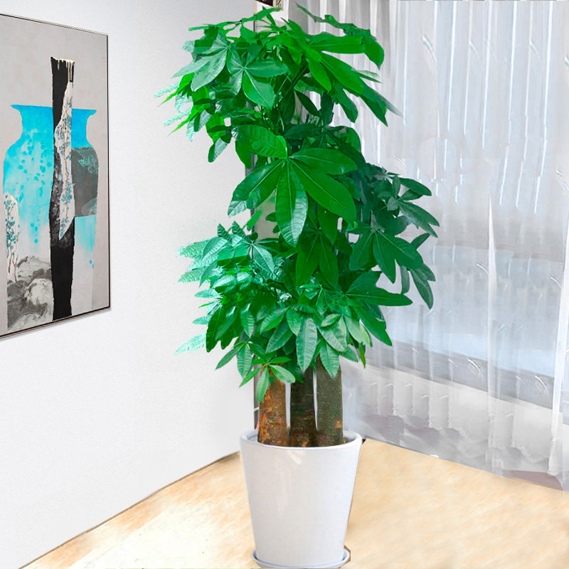 上海步步高发财树盆栽植物大棵客厅大盆栽绿植室内易活乔迁开业