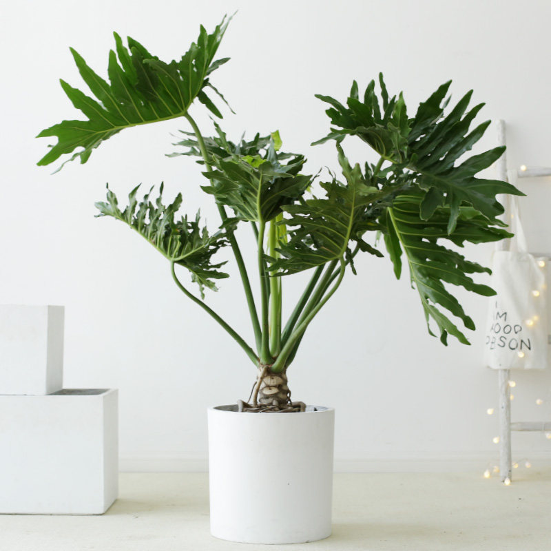 似玉旗舰店-似玉龙鳞春羽老桩盆栽大型