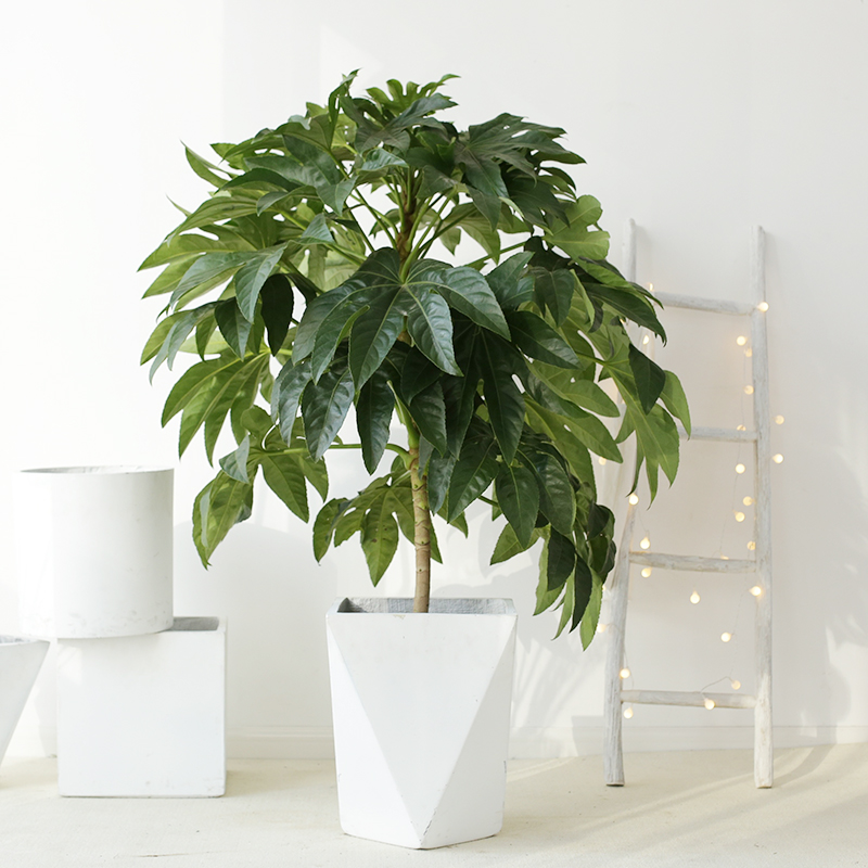 似玉八角金盘大盆栽室内客厅办公室盆景净化空气大叶绿植大型植物