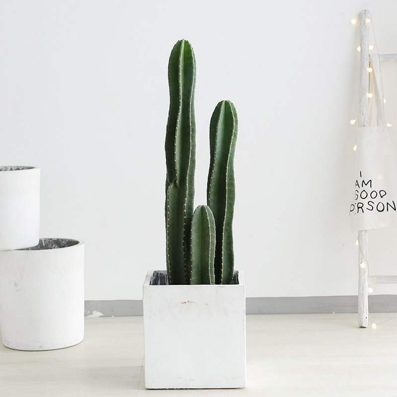 似玉量天尺仙人掌仙人柱多肉植物网红北欧风中大型客厅办室内盆栽