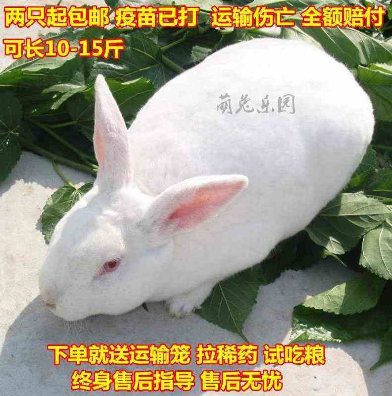 热销活兔_兔子活物食用幼体巨型幼子物种兔小白兔幼体肉免巨型肉幼兔