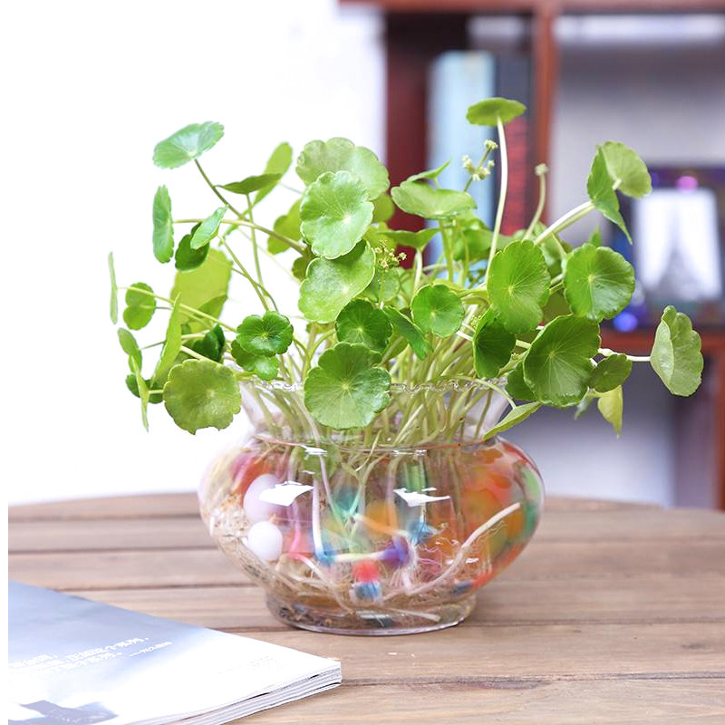 室内水养花铜钱草水培盆栽金钱草办公室桌面网红精致创意盆景绿植