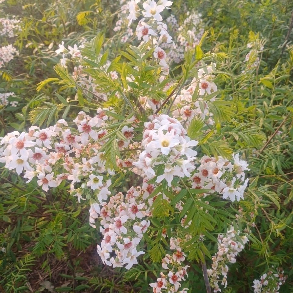 文冠果树文冠花苗文冠果状元花文官树文冠花树苗文官树苗文冠树苗