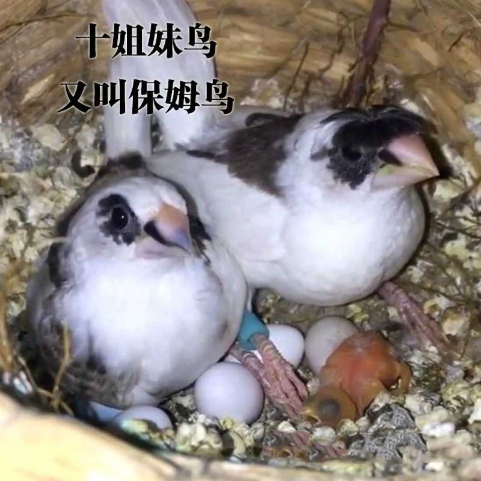 十姐妹鸟