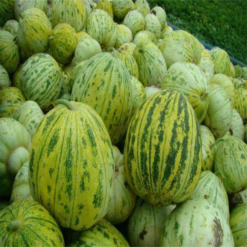 新鲜水果东北花皮瓜带箱5斤装辽宁香瓜果园直发蜜甜瓜花纹瓜当季