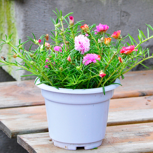 太阳花重瓣盆栽