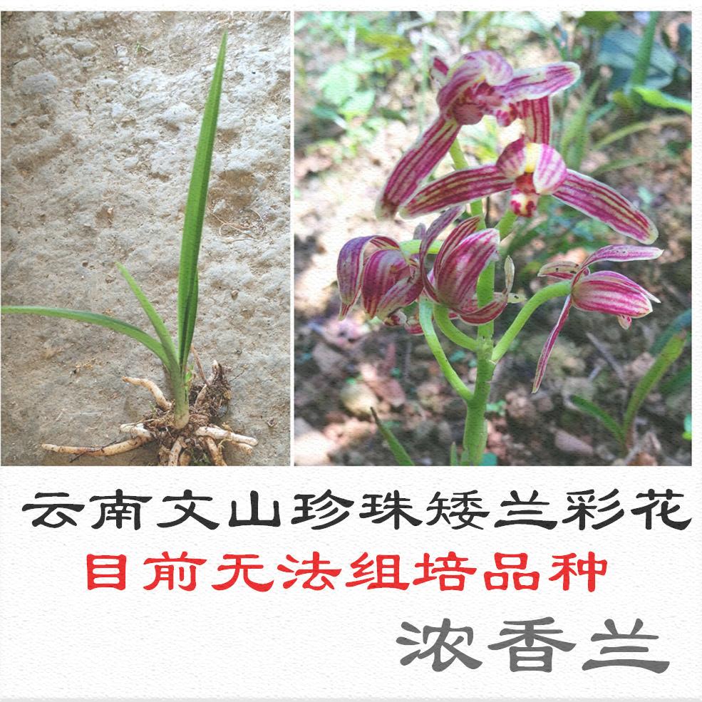 兰花云南文山四季变种珍珠矮兰浓香香型红花花卉