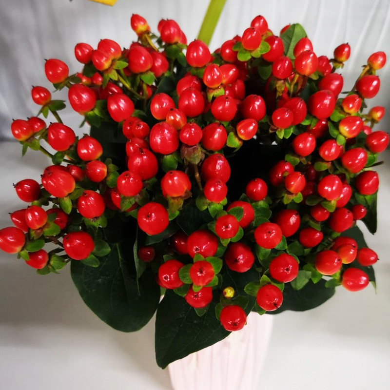 有花就好 相思豆红豆鲜花云南直发基地直供插花家用水养直批配草