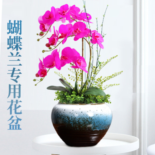 蝴蝶兰专用大花盆