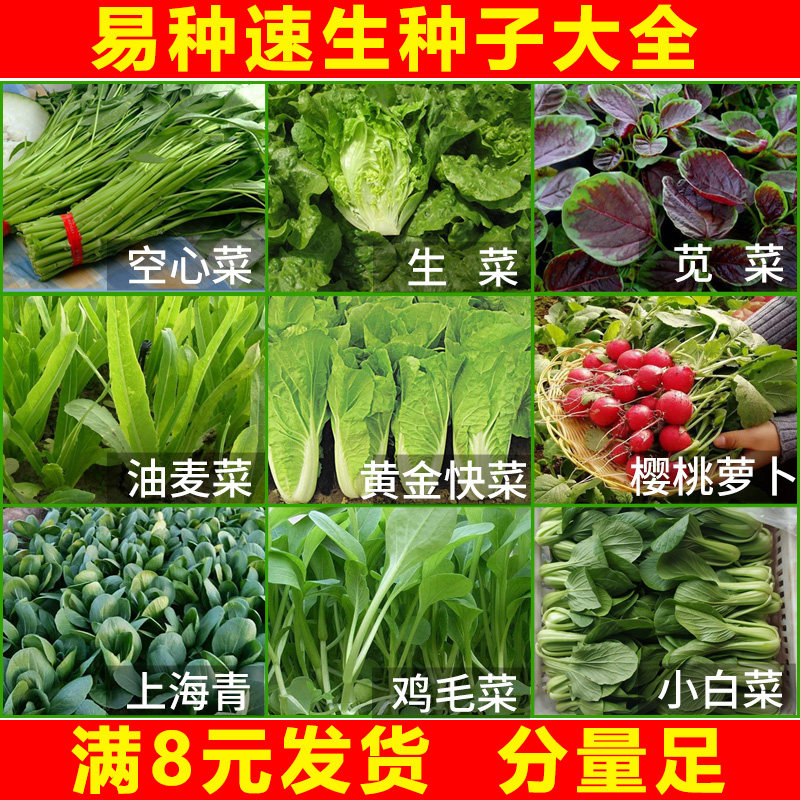 菜种籽蔬菜种子四季小香葱种韭菜大全小白菜生菜菠菜青菜香菜籽孑-hao