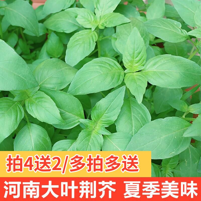 荆芥