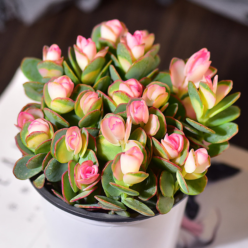 贝壳锦多肉植物爆满盆栽白姬之舞锦室内花卉绿植稀有花成品带盆