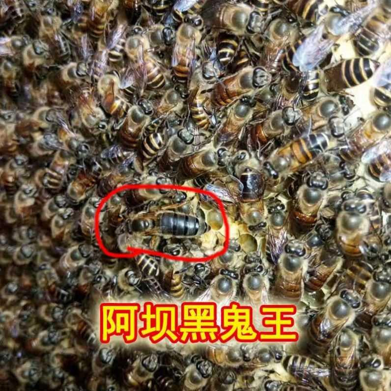 queen bee Aba Double color High yield Spawning Red ring Virgin Wang Tianzhu Vigorouslyin the Pet/Pet food and supplies , Other pets , Other pets category - from Buy2taobao.com to provide professional Taobao agent buy service