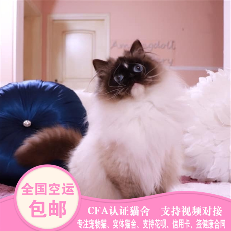 纯种cfa布偶猫幼猫活体重点双色海豹仙女布偶猫