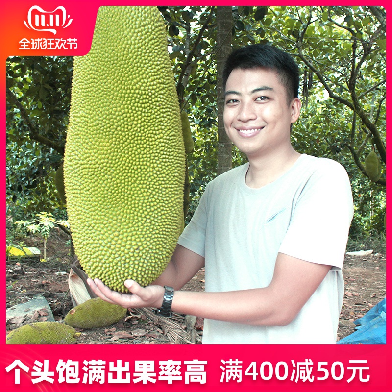15-20斤海南菠萝蜜新鲜水果三亚菠萝蜜一整个干苞波罗蜜木菠萝在类目 水产肉类/新鲜蔬果/熟食, 新鲜水果, 菠萝蜜中 - 来自Buy2taobao.com提供专业的淘宝代购服务