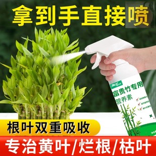 富贵竹营养液专用肥料家用盆栽免稀释观音竹植物水培养通用型室内