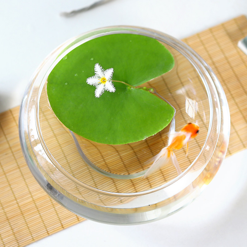 一叶莲碗莲水培植物无土水生鱼缸漂浮绿植室内是水养花卉四季开花