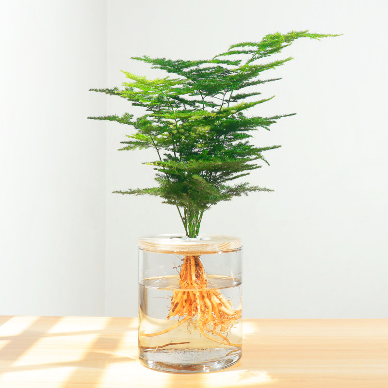 水培植物玻璃瓶 室内_桌面绿植水培植物透明花盆玻璃瓶宿舍室内水养四