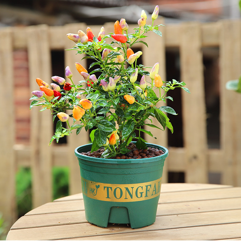 七彩辣椒盆栽苗可食用新鲜彩色树苗阳台庭院植物室内绿植好养包邮