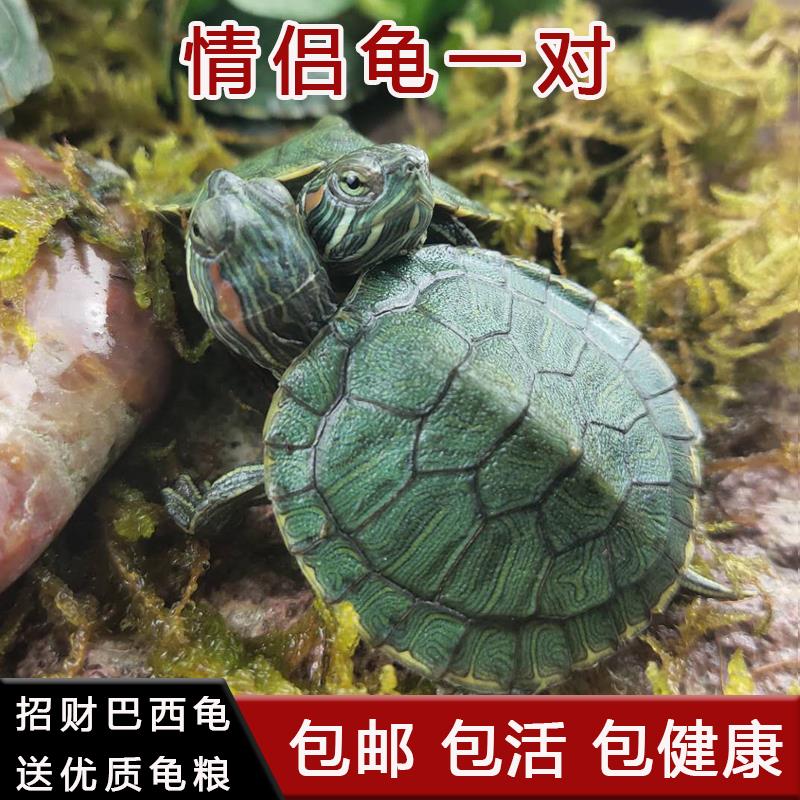 情侣小乌龟活体小巴西龟苗活物绿色彩龟一对红耳招财龟宠物观赏龟|ruв категории животное/Животное питание и принадлежностей, аквариум мира, черепаха/черепаха - от Buy2taobao.com для оказания профессиональной услуги покупки агента Taobao