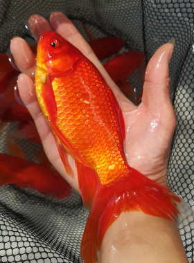 观赏鱼金鱼活鱼大型冷水鱼草金鱼锦鲫大红草鱼淡水鱼活鱼冷水鹦鹉