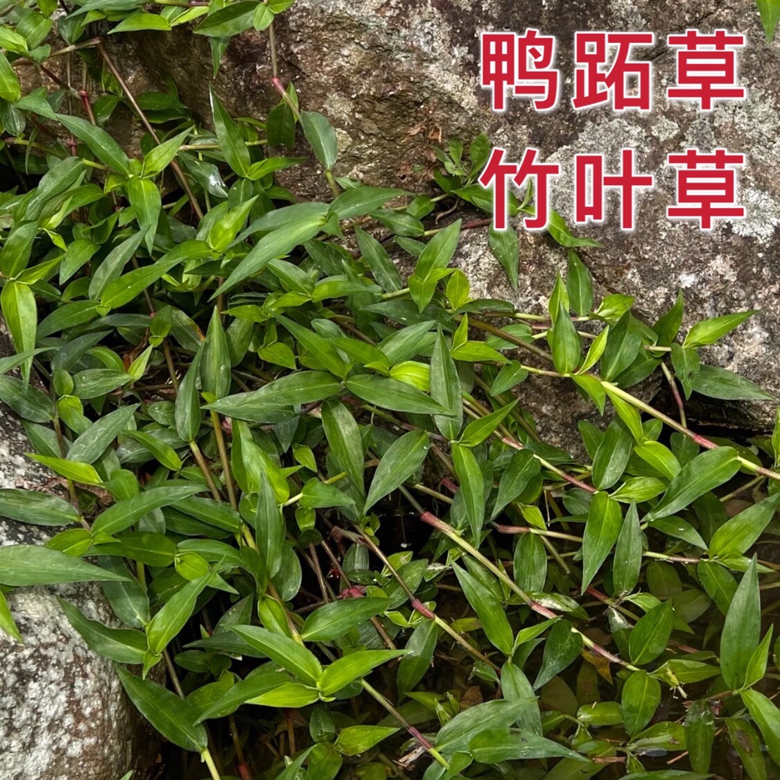 鸭跖草新鲜天然竹叶草水竹叶鸭拓草竹叶菜碧竹子中草药潮汕竹菜菇