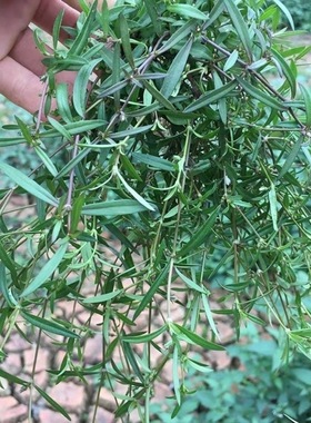 白花蛇舌草中药