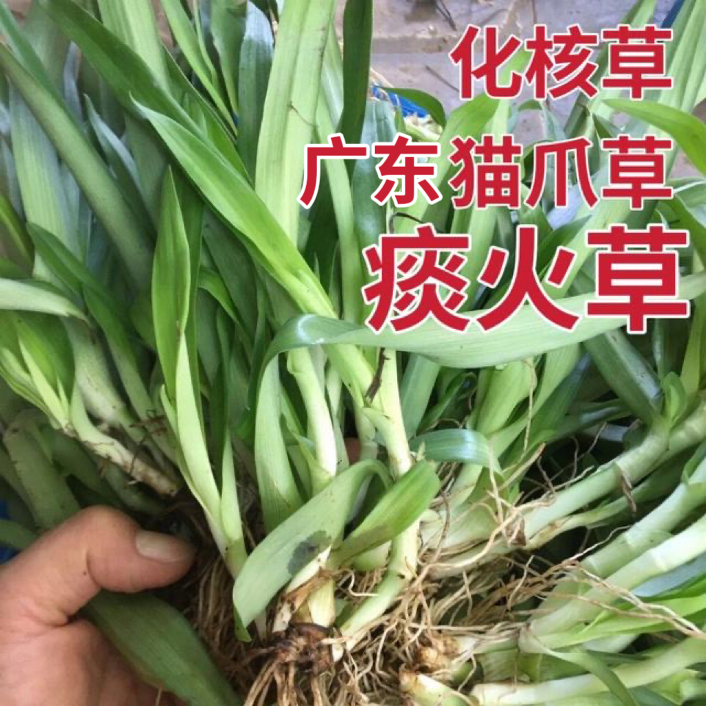 狮子草痰火草新鲜喉火草 大苞水竹草化核草围夹草 玻璃草广东包邮