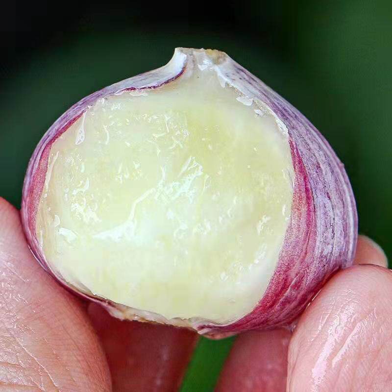 鲜蒜紫皮独头蒜新湿蒜云南大干蒜新鲜蔬菜农家现挖