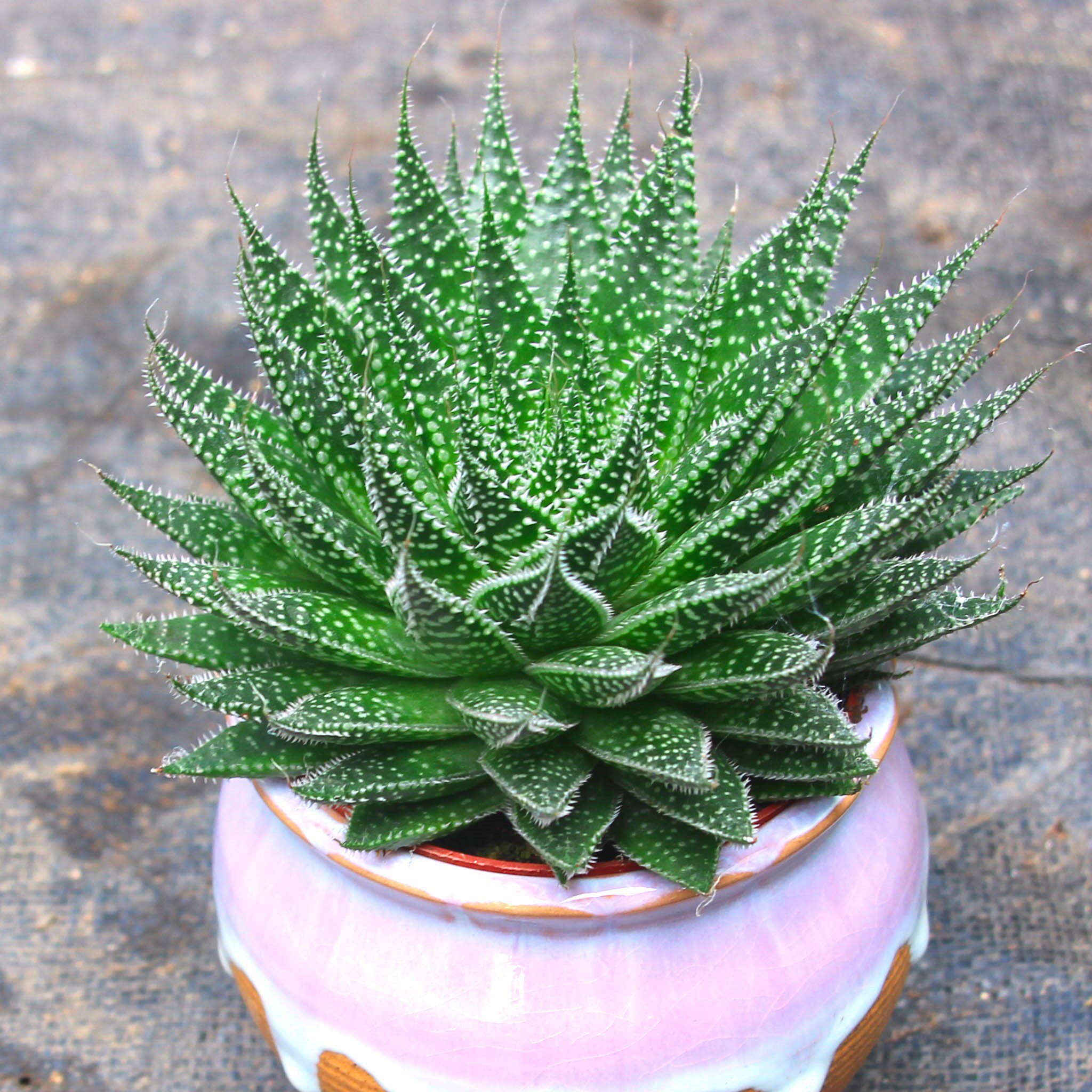 繁星多肉植物盆栽雪花波露芦荟不夜城桌面绿植好养四季常青