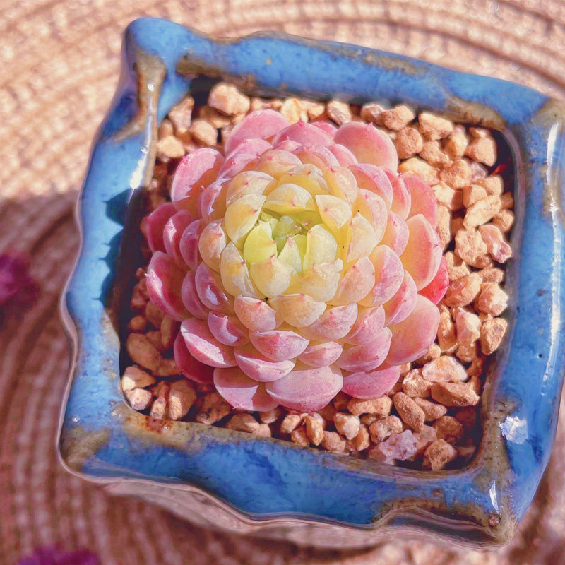 果爵羊脂球多肉植物小盆栽室内新手可爱萌肉肉阳台办公桌花卉绿植