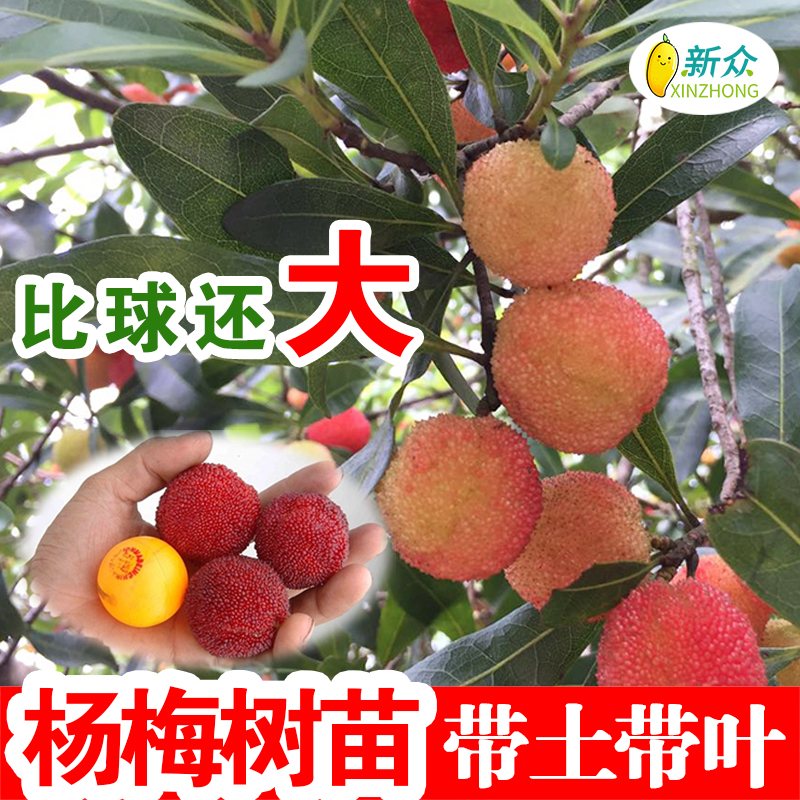 杨梅树树苗仙居南北方浙江东魁杨梅苗特大果树果苗嫁接苗盆栽地.