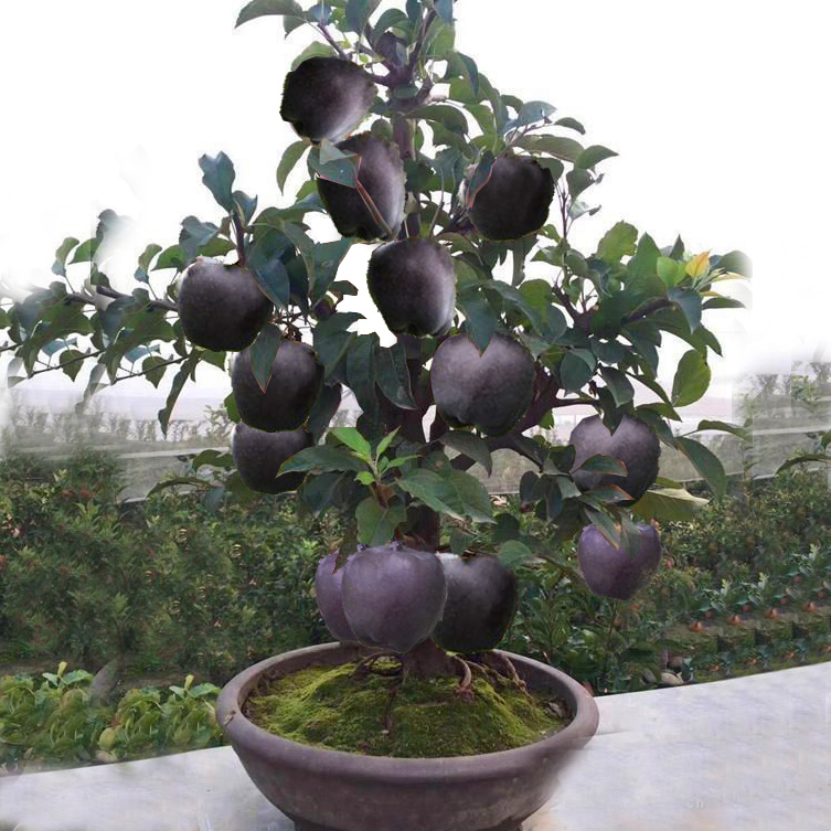 水果树苗盆栽 苹果 樱桃 葡萄 无花果 橘子应季带果发货在类目 鲜花速递/花卉仿真/绿植园艺, 花园植物/行道树/果树, 果树中 - 来自Buy2taobao.com提供专业的淘宝代购服务