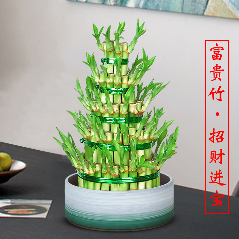 富贵竹水培植物 节节高_富贵竹观音竹植物水培客厅招财盆栽节节高竹塔