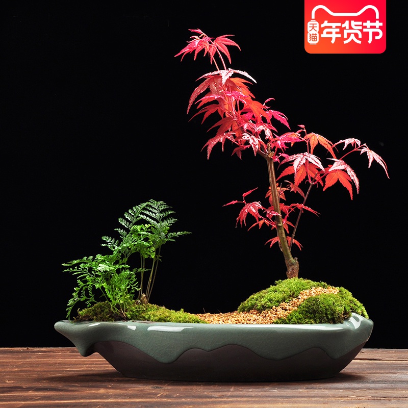 日本红枫盆景四季常青盆栽植物 红枫叶好养老桩树红舞姬室内枫树|ruв категории доставка цветов/цветок моделирования/растения садоводства, цветок/растения в горшках (новый), растения - от Buy2taobao.com для оказания профессиональной услуги покупки агента Taobao