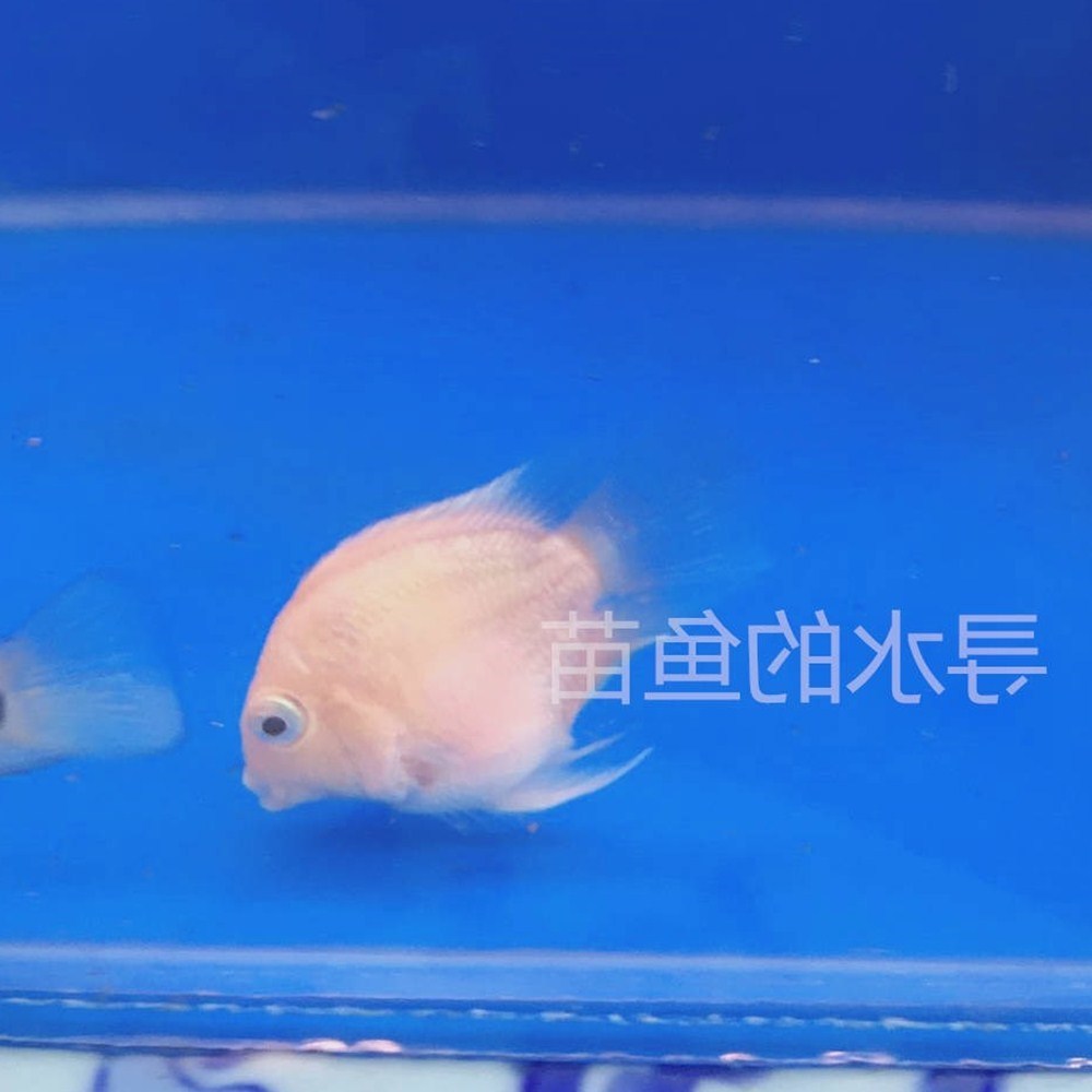 一折球体_白金宝蓝球体迷你鹦鹉鱼可爱萌热带鱼观赏鱼淡水小型活体成