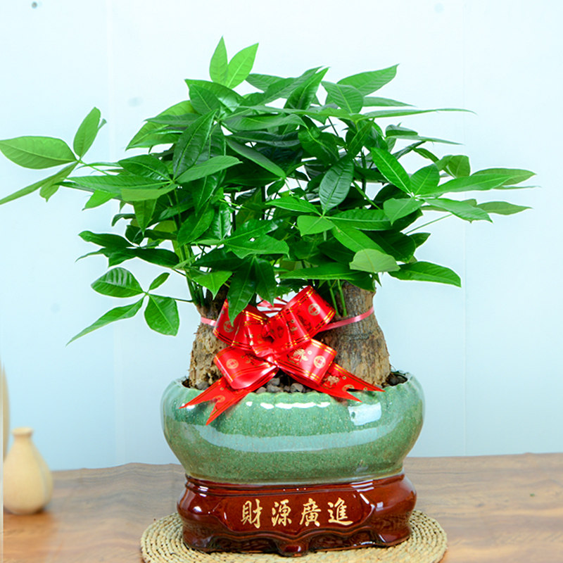 发财树盆栽植物室内大绿植好养净化空气绿植室内盆栽花卉摆件盆景