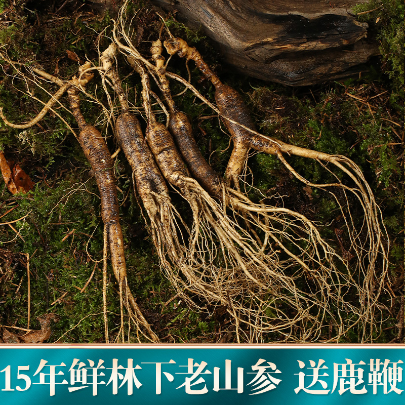 人参长白山泡酒鲜人参东北特产野山参新鲜15年林下参整枝老山参|msdalam kategori makanan berkhasiat tradisional, ginseng tonik, ginseng liar - dari Buy2taobao.com untuk memberikan perkhidmatan ejen Taobao profesional membeli