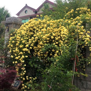 黄木香棒棒糖黄木香树状花苗木香树桩大苗盆栽庭院植物