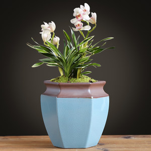 新款紫砂兰花盆君子兰兰草盆景陶瓷绿植盆栽室内客厅蝴蝶兰专用盆